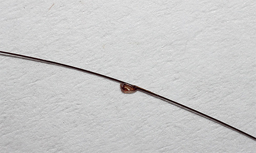 Sur la photo - lentes de poux attachées aux cheveux