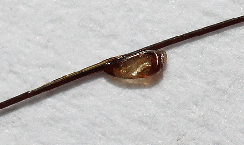 Les lentes sont fermement collées par les poux aux cheveux avec une substance spéciale.