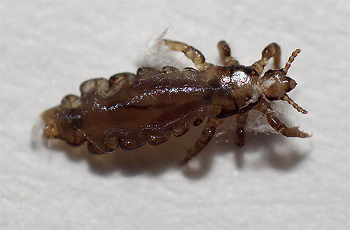 Le kérosène pénètre à travers la couverture chitineuse du pou et obstrue également les spiracles, ce qui tue efficacement le parasite