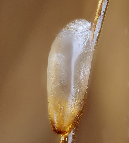 Grâce à la coque de protection, les lentes restent souvent vivantes même après une exposition au kérosène.