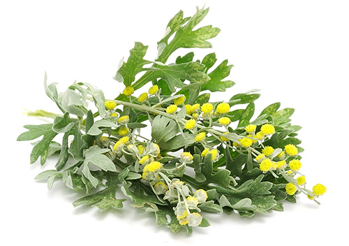 Vous pouvez également éliminer les poux d'un enfant avec une décoction d'absinthe