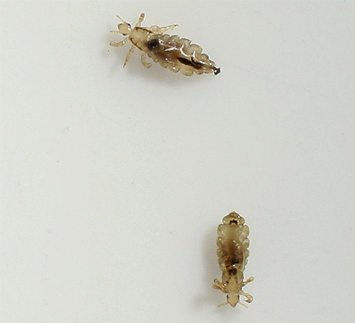 Les poux ne disparaîtront pas d'eux-mêmes de la tête de l'enfant - ils doivent être combattus