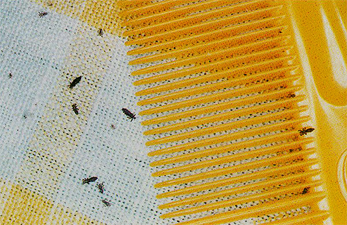 La détection des poux est assez facile et avec un simple peignage des cheveux sur un chiffon de couleur claire.