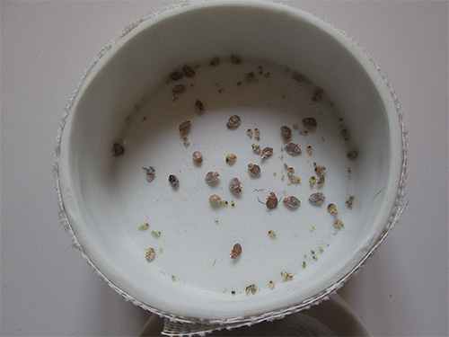 Les pièges à punaises de lit existent, mais tous n'ont pas la même efficacité pour lutter contre les parasites.