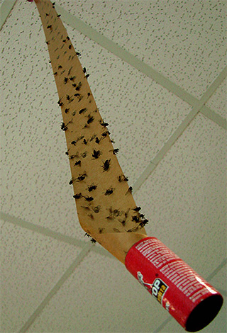 Le ruban adhésif est pratique à utiliser pour lutter contre les mouches, mais il sera beaucoup moins efficace contre les punaises de lit.