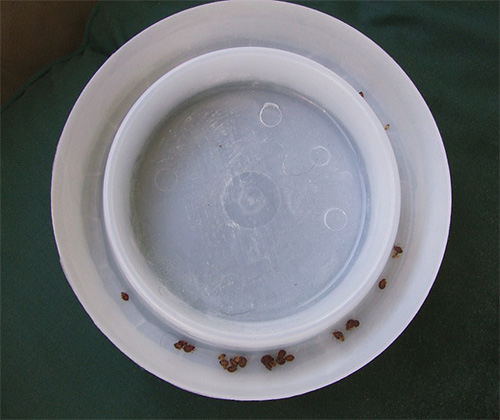 Les punaises de lit, essayant de grimper sur le lit, se retrouvent dans la partie extérieure du piège