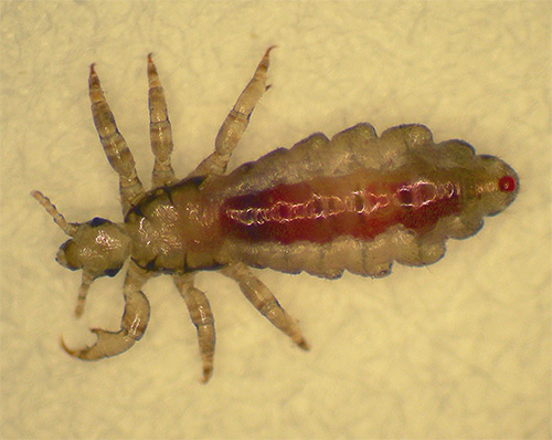 Nous nous familiarisons avec les remèdes populaires populaires pour se débarrasser des poux et des lentes