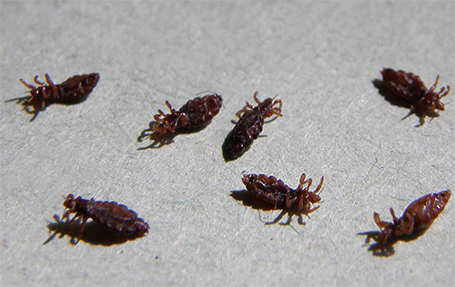 La perméthrine dans la crème Nyx provoque une paralysie rapide des poux