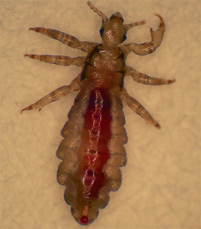 Para Plus est principalement destiné à la destruction des poux de tête