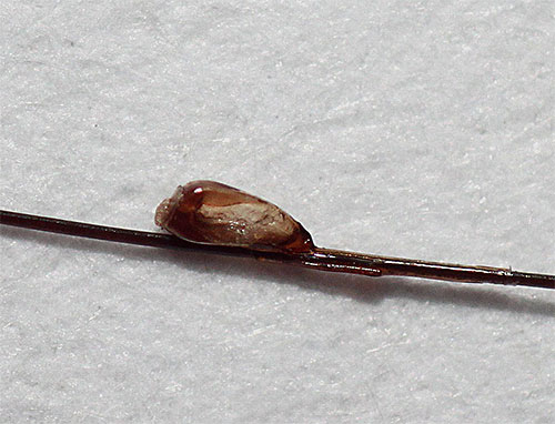 L'outil Para Plus combat avec succès non seulement les poux, mais aussi les lentes