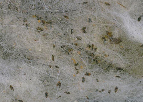 Accumulation de poux de corps dans l'isolation des vêtements