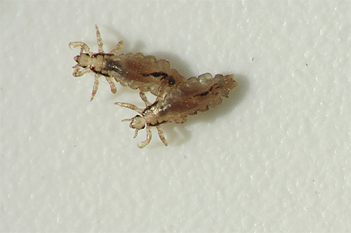 Les poux de corps se transmettent assez facilement par contact étroit avec des personnes, ainsi que par l'utilisation de vêtements contaminés.