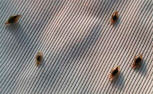 Poux de corps sur tissu (adultes)