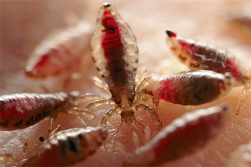 Et voici à quoi ressemblent les poux de corps lorsque le sang est pompé