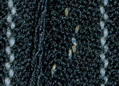 Poux de corps lentes sur les vêtements