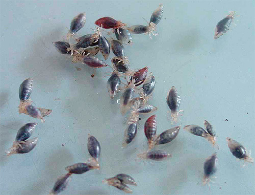 Dans un état complet, l'abdomen des poux gonfle fortement