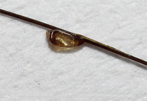 Bien que les lentes cessent de se développer à des températures élevées, elles ne meurent pas toujours.