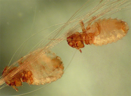 Les mangeurs de Vlice sur les animaux se sentent bien même en hiver