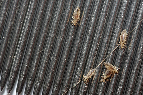Pour prévenir les poux, il est important d'utiliser uniquement vos propres peignes et épingles à cheveux.