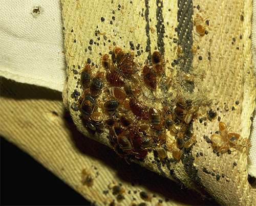 Vous devez appliquer Get à tous les habitats et mouvements de punaises de lit