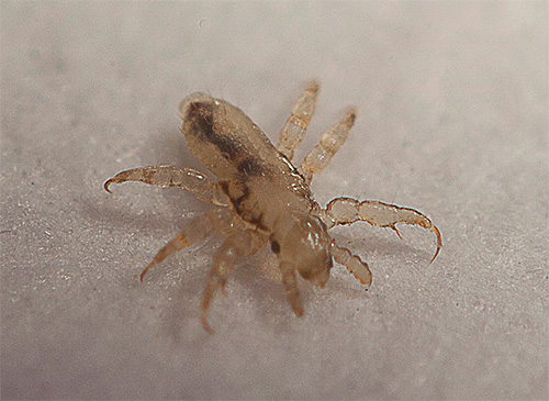 La durée du traitement d'un enfant contre les poux dépend directement du remède choisi.