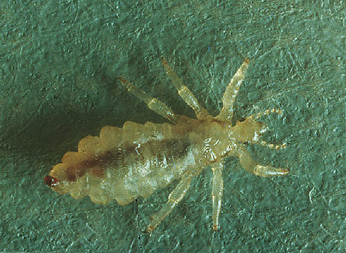 La diméthicone vous permet de détruire efficacement les poux et en même temps, étant non toxique, son utilisation est sans danger