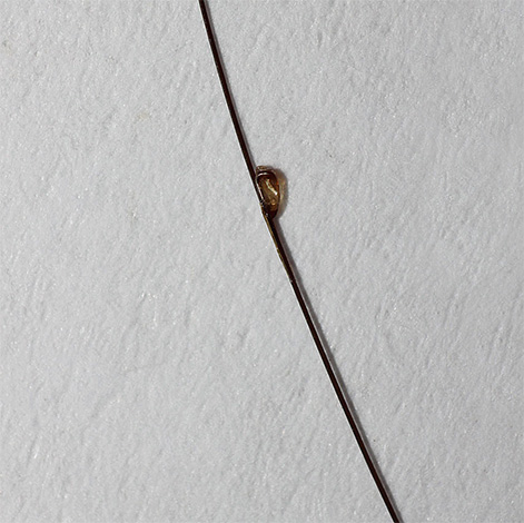 Le vinaigre peut affaiblir la force de fixation des lentes sur les cheveux