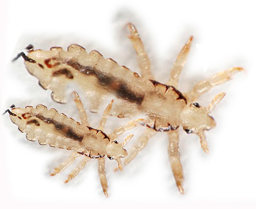 Le traitement au vinaigre devra être fait au moins deux fois pour éliminer tous les poux