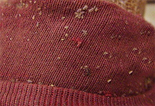 Poux de corps sur les vêtements