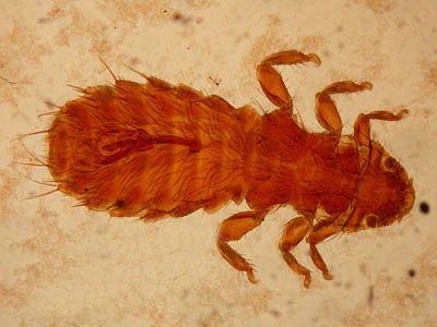 Sur la photo - le soi-disant pou du lièvre