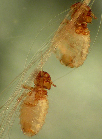 Poux du chien sur la laine (garrot)
