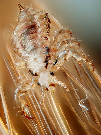 Photo d'un pou de tête humain