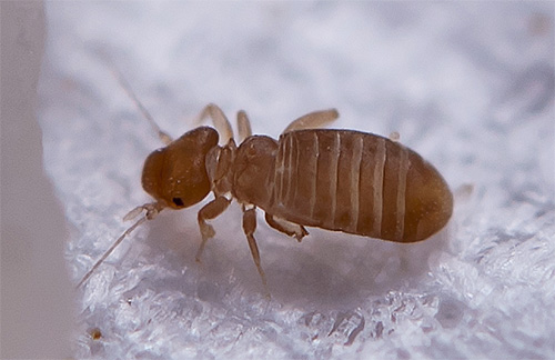 Photographie d'un pou du livre