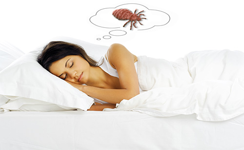 Voyons ce que disent divers livres de rêves sur l'apparition de poux dans un rêve