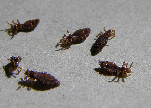 La destruction des poux dans un rêve, selon certains livres de rêve, prédit la bonne chance dans la vie.