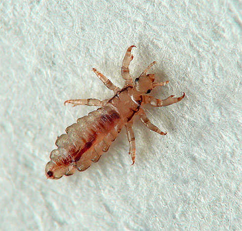 L'apparition de poux de lin dans un rêve peut avoir une signification complètement différente de l'apparition de poux de la tête ou du pubis.