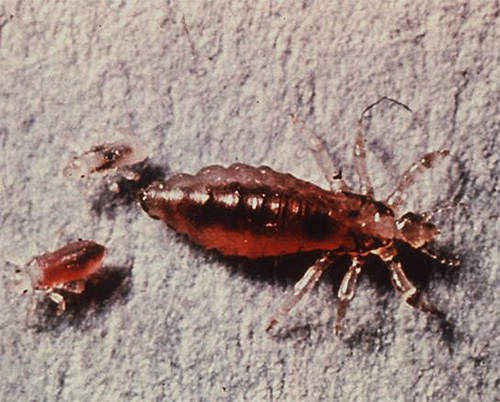 Pou du lin adulte et ses larves