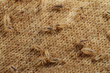 L'accumulation de poux de lin sur les vêtements n'est parfois pas si simple à envisager