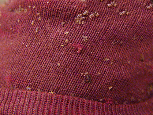 Population de poux de lit sur les vêtements