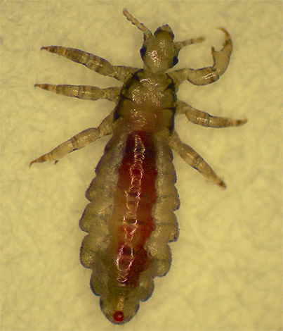 Pou de lin rassasié