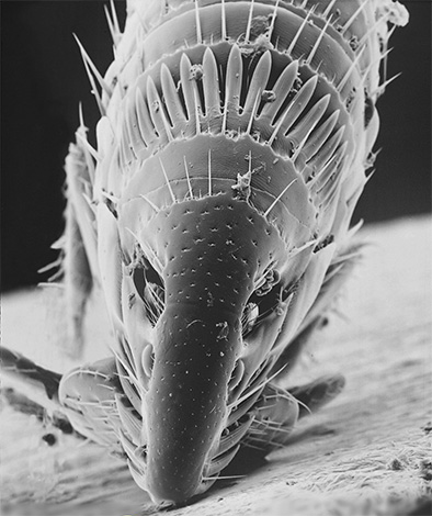 Une puce de chat au microscope électronique