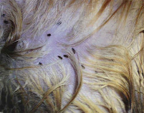 Plusieurs puces sur la peau du chat