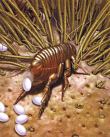 Lors de la ponte, la puce femelle les expulse littéralement d'elle-même.