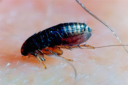 Puce sur le corps humain