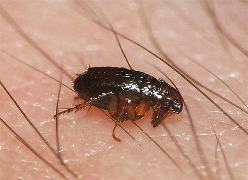 Photo en gros plan d'une puce de chat