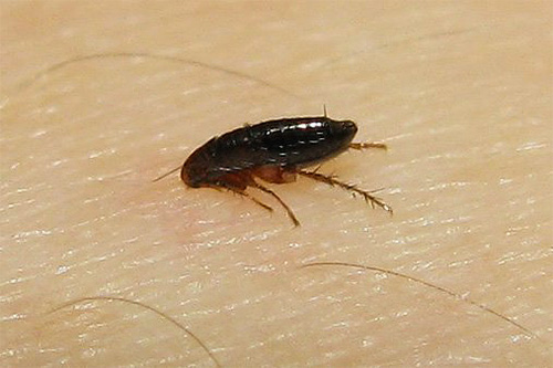 puce du chat sur la peau humaine