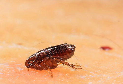 Puce du chat au moment de la piqûre