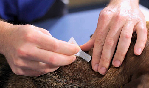 Le traitement d'un animal contre les puces est la première étape de la destruction totale des parasites dans un appartement