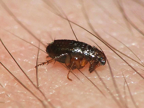 Certains insecticides obsolètes sont tout à fait capables de détruire les puces dans un appartement, mais en même temps, ils peuvent nuire à la santé des résidents.
