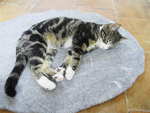 Il y a souvent beaucoup de puces et leurs larves dans la litière pour chat.